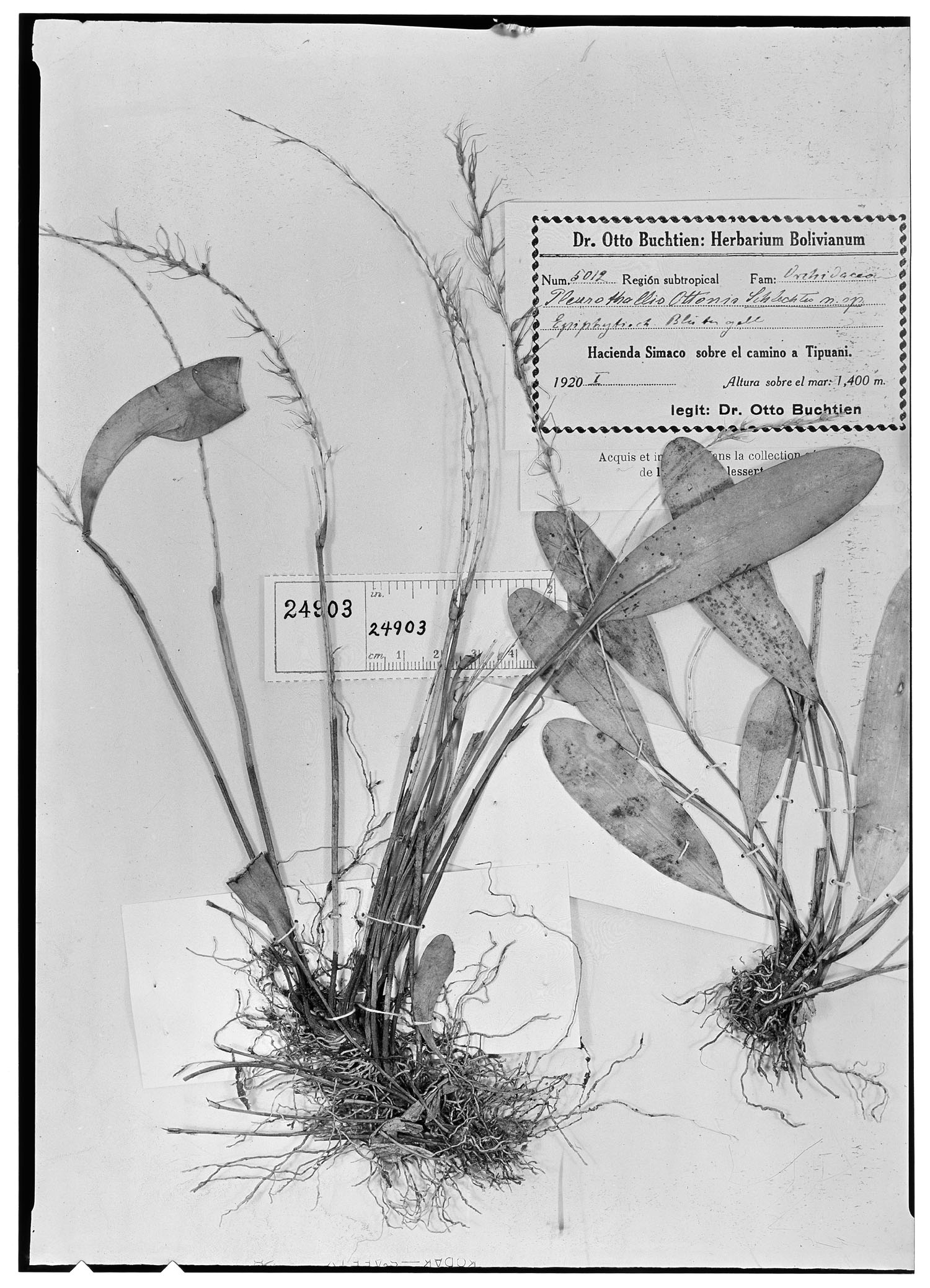 Anathallis sclerophylla image