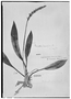 Prescottia lancifolia image