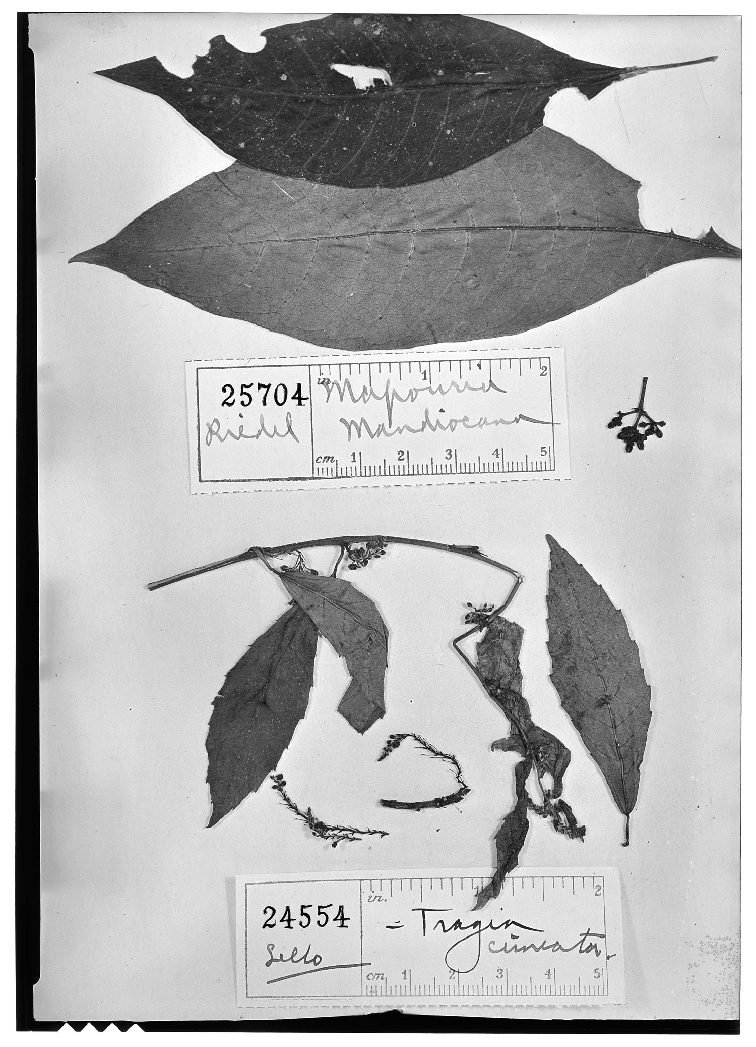 Margaritopsis chaenotricha image