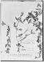 Glandularia tomophylla image