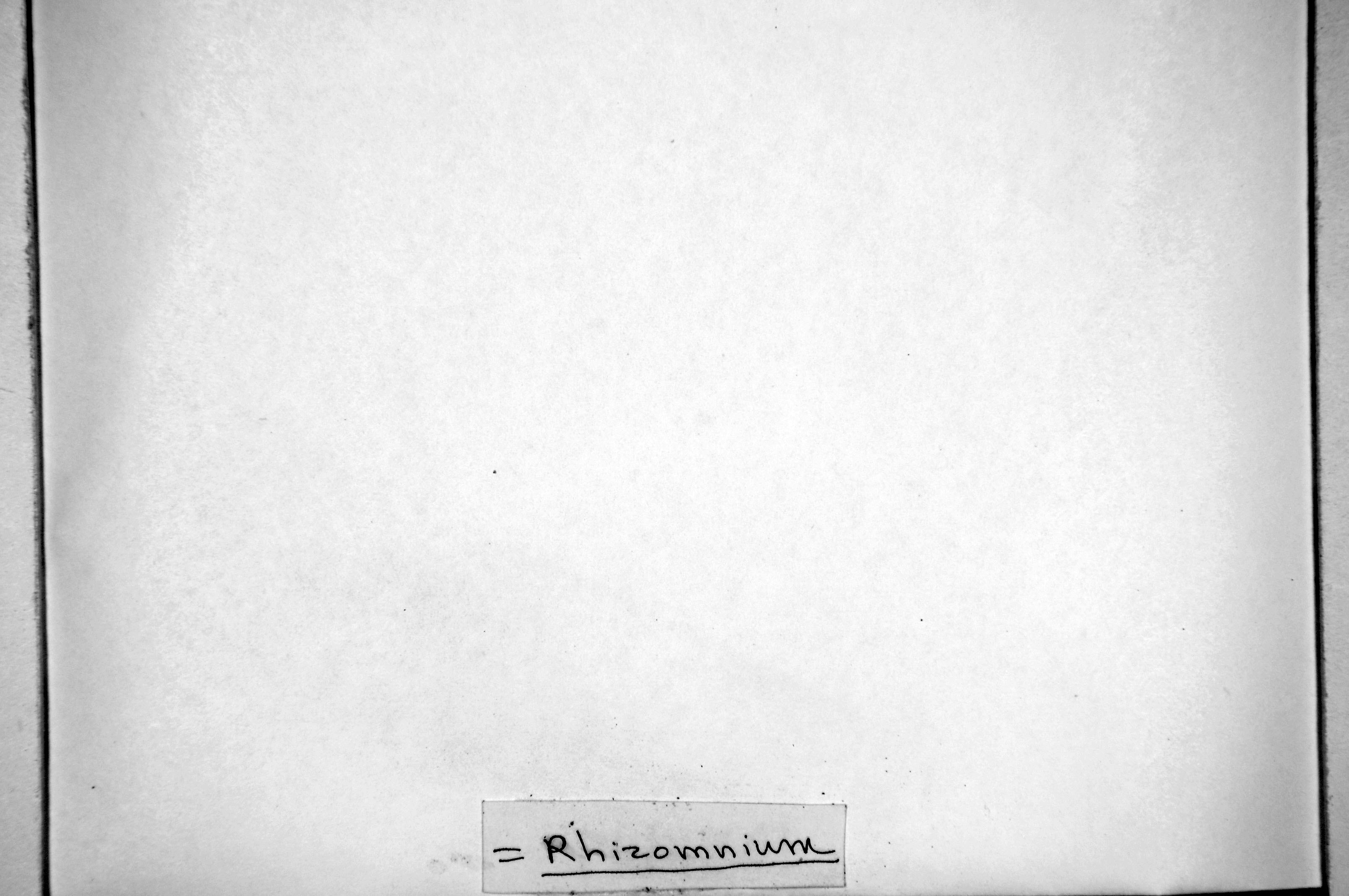 Rhizomnium punctatum image