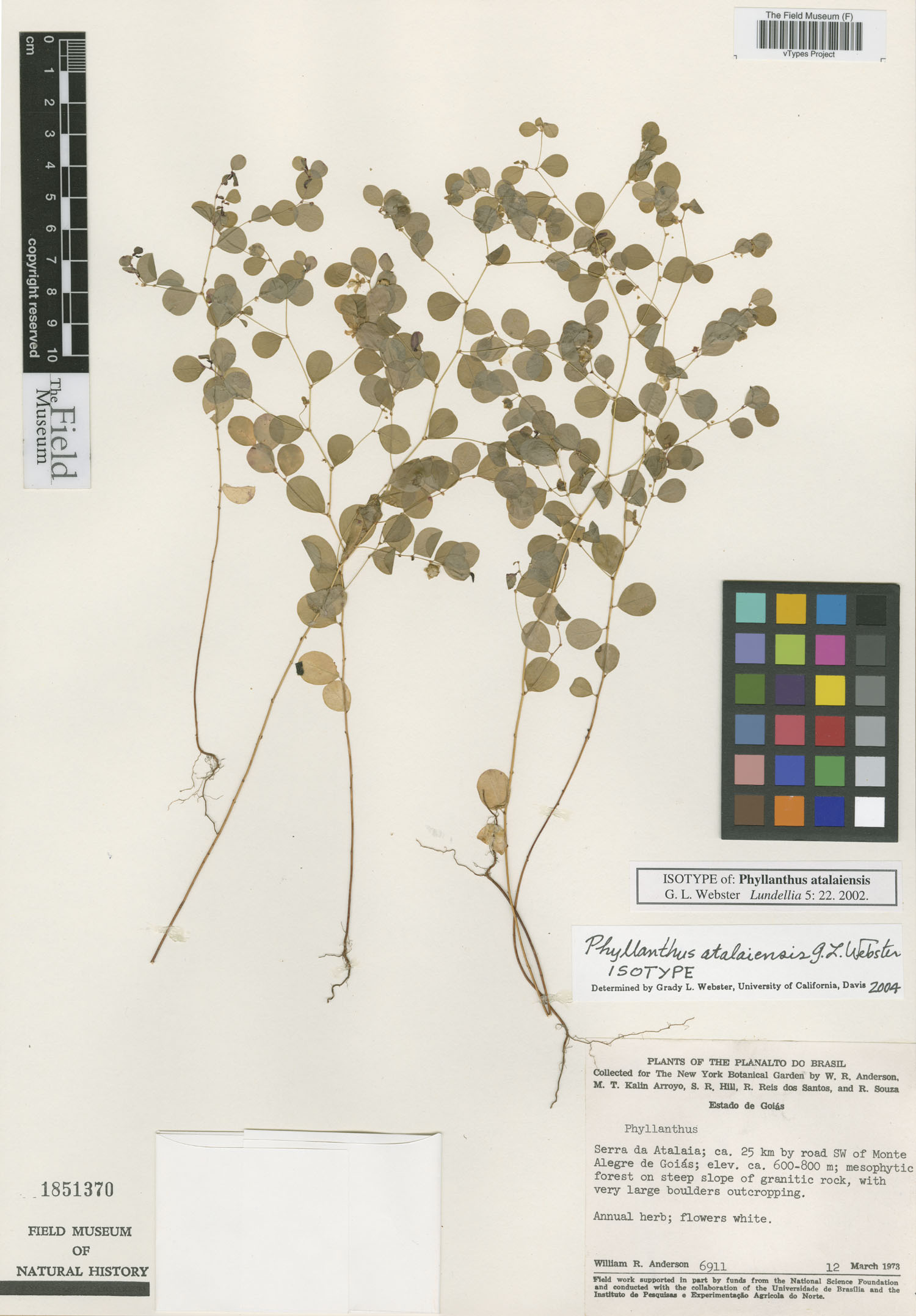 Phyllanthus atalaiensis image