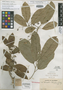 Hasseltia lateriflora image