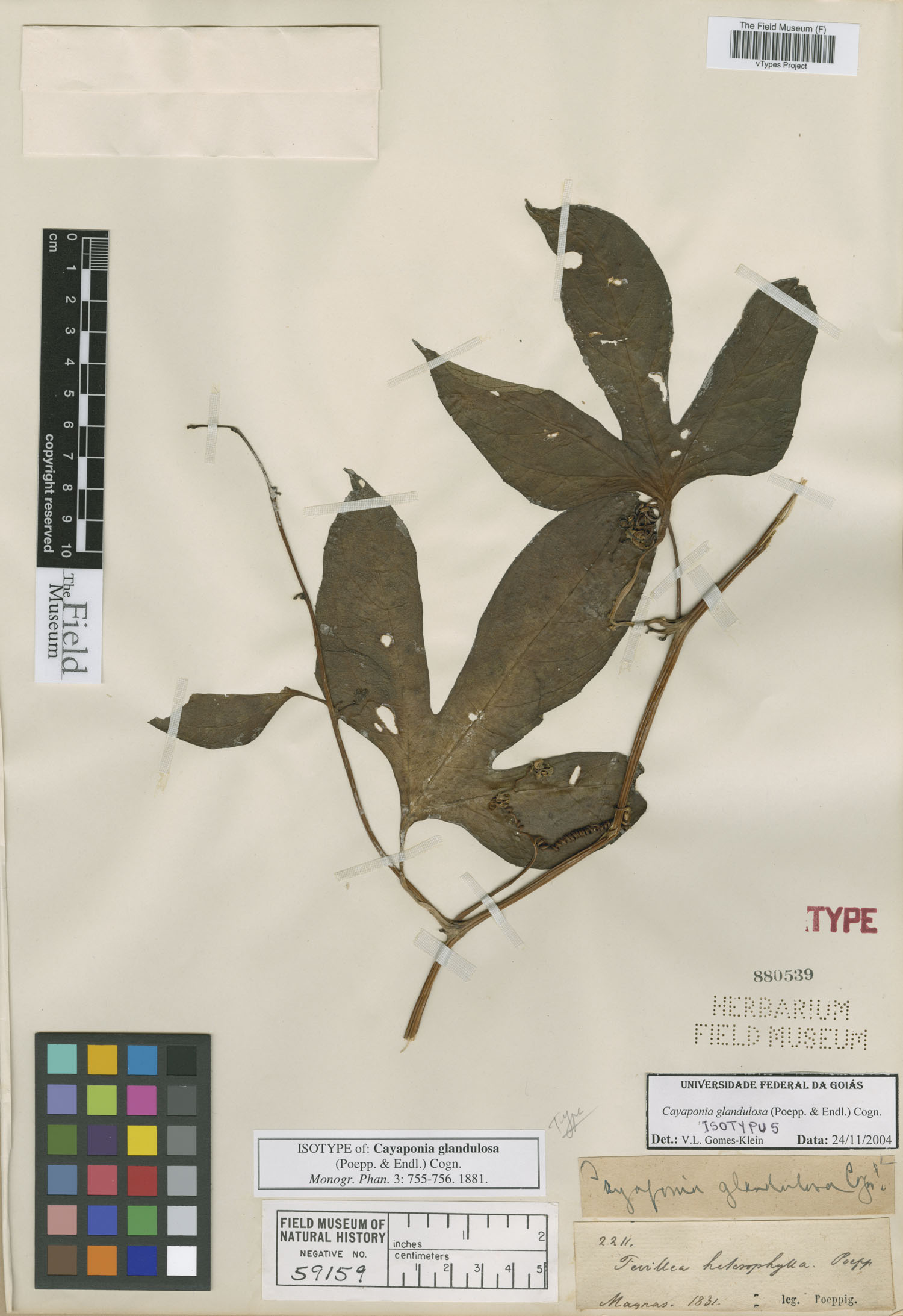 Bryonia glandulosa image