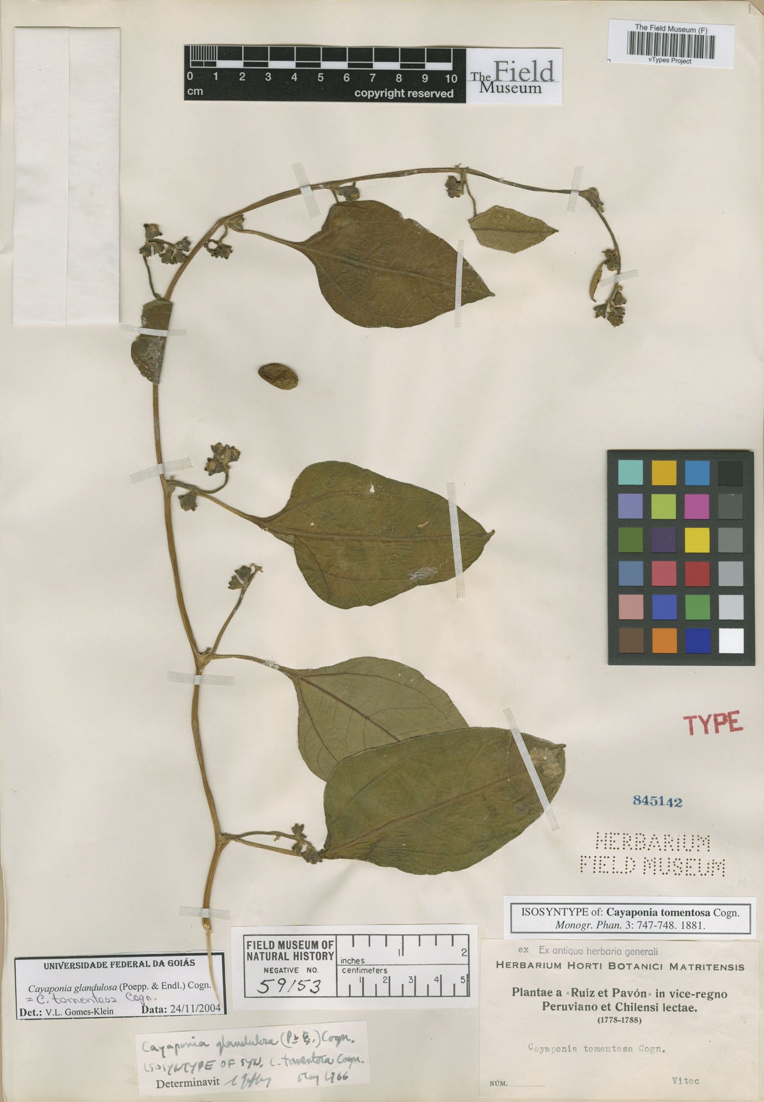 Cayaponia tomentosa image