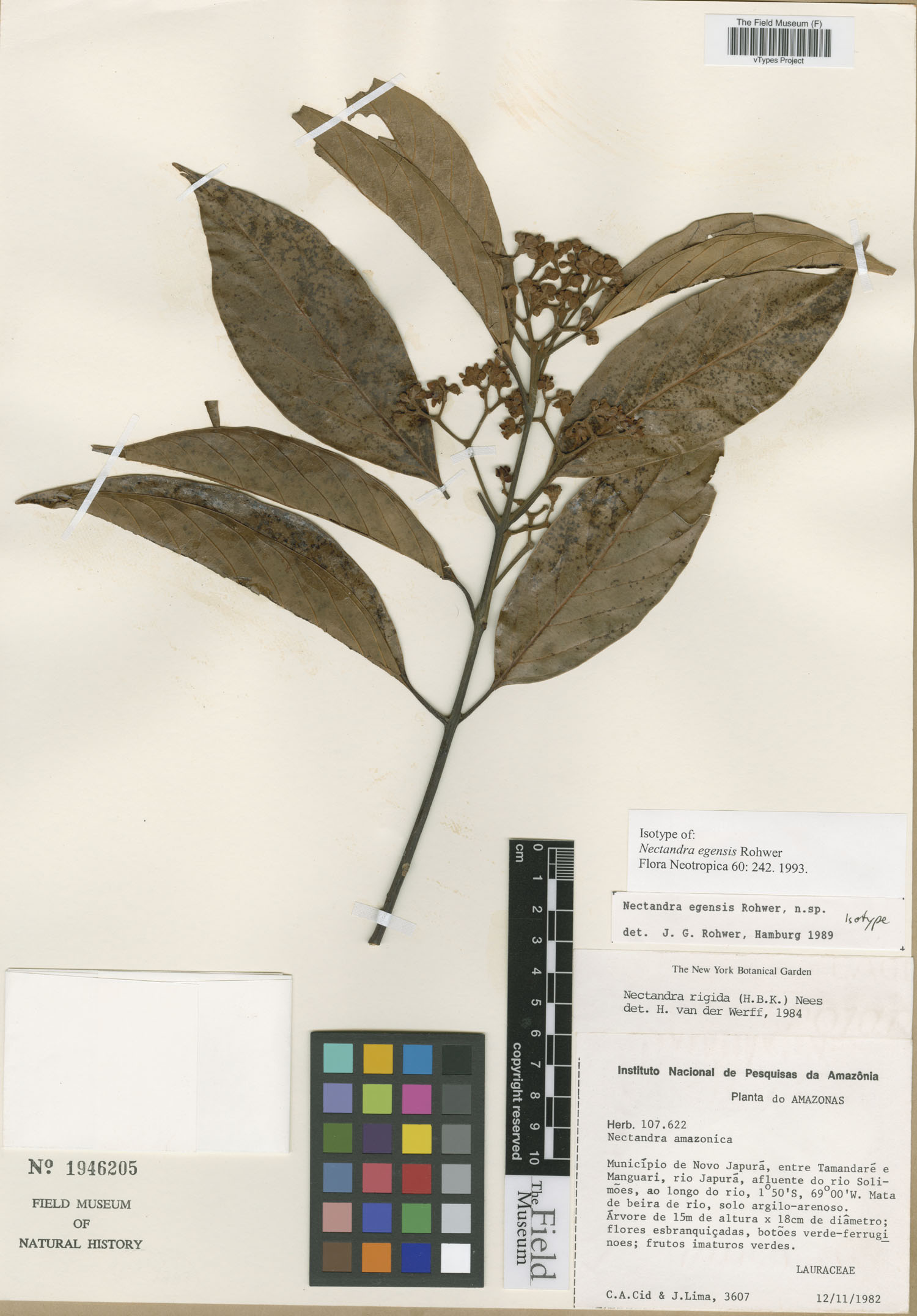 Nectandra egensis image