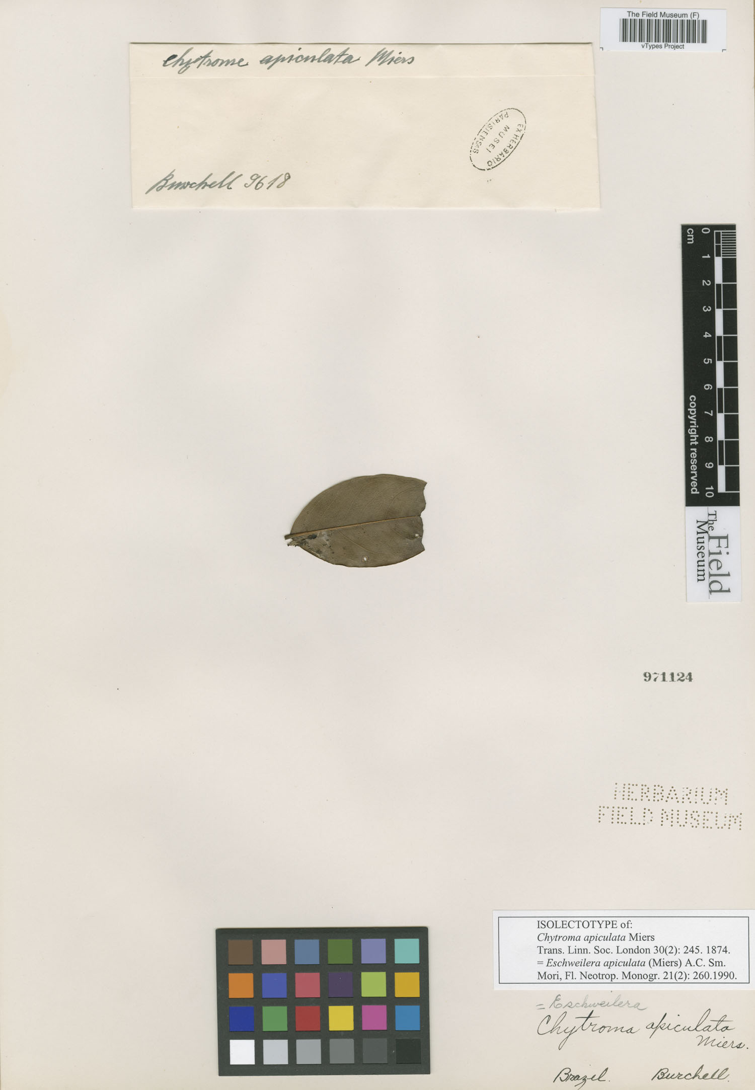 Eschweilera apiculata image