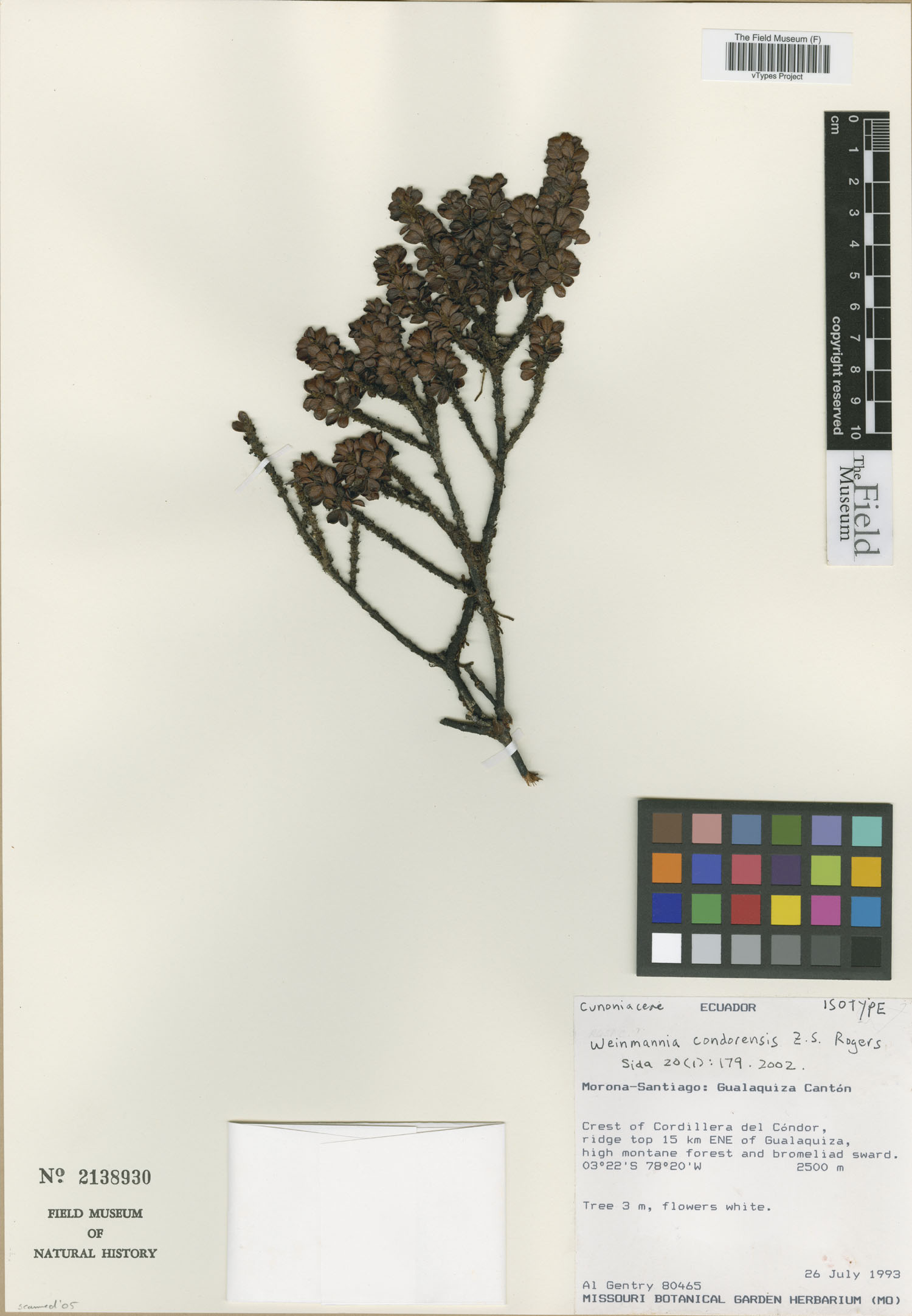 Weinmannia condorensis image