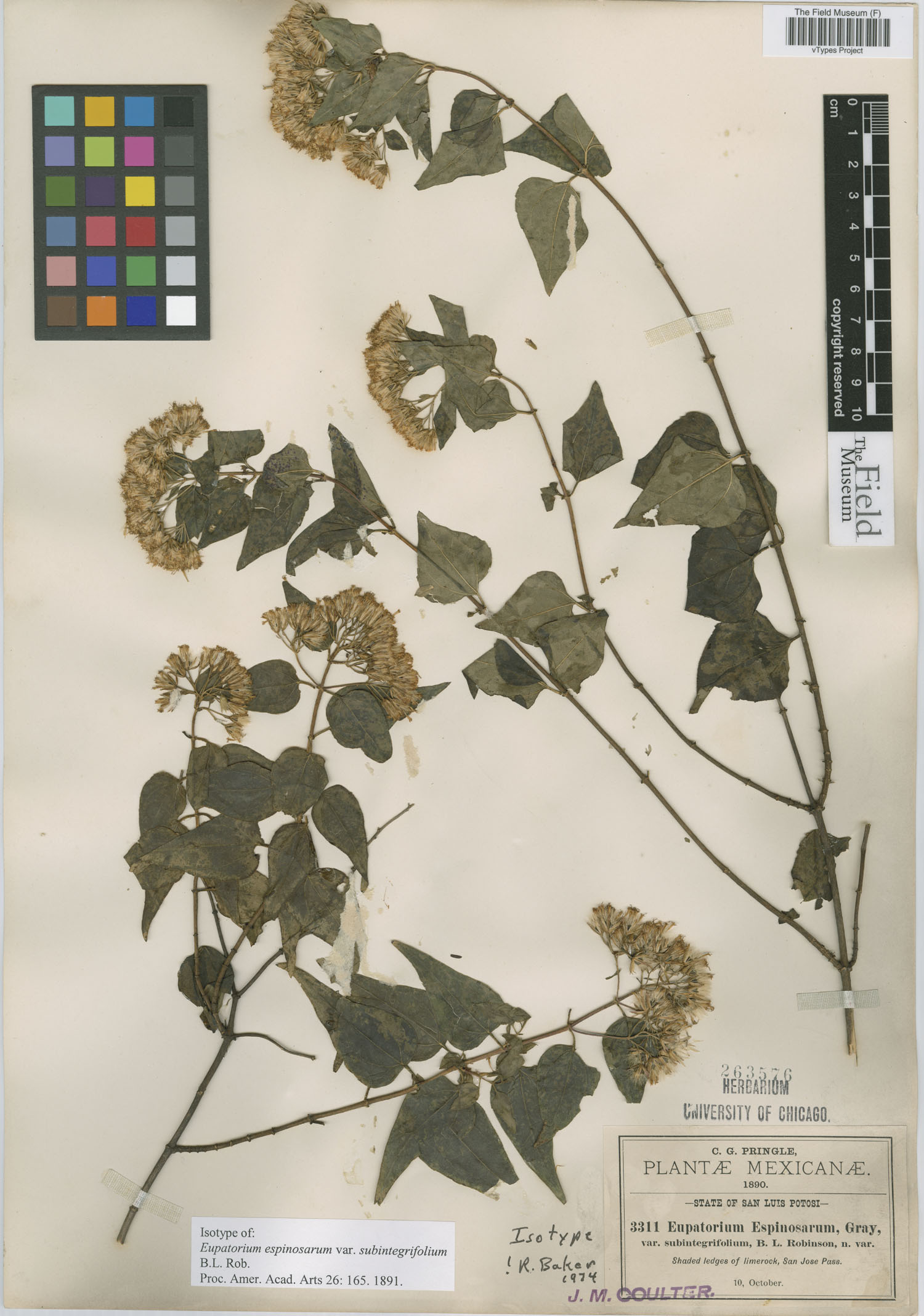 Ageratina espinosarum var. subintegrifolia image