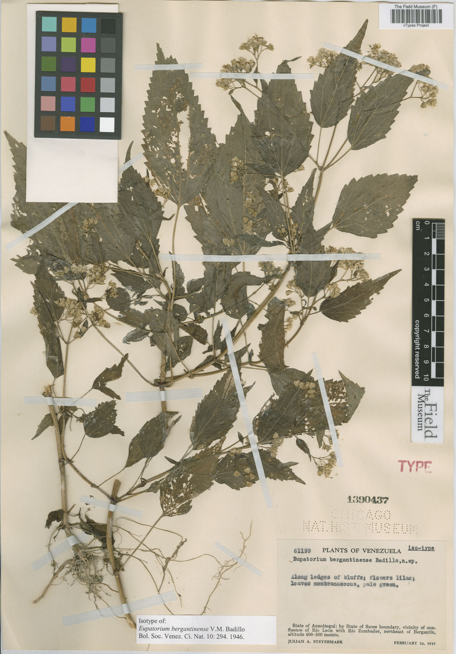 Fleischmannia bergantinensis image