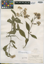 Eupatorium latipaniculatum image
