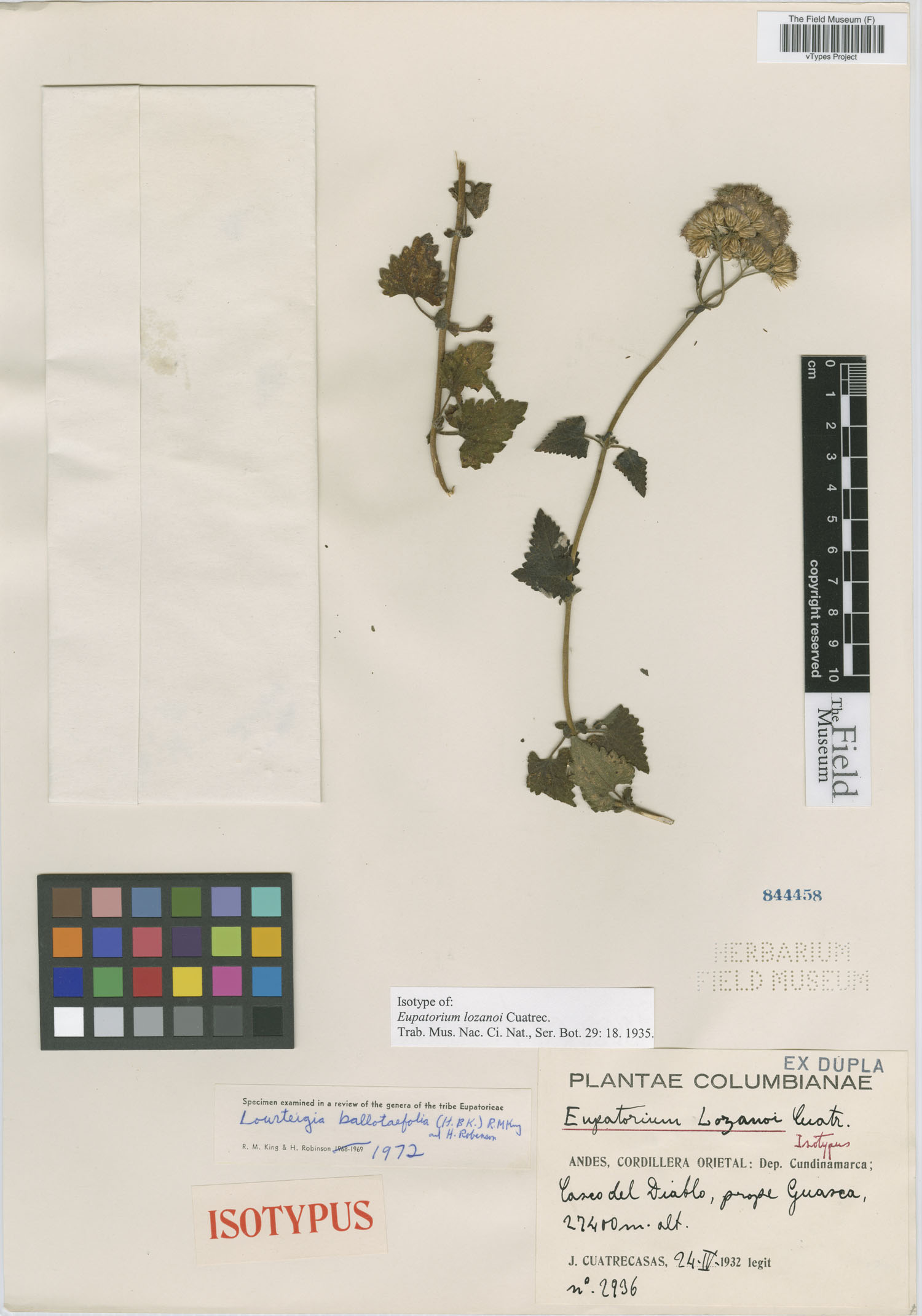 Lourteigia ballotifolia image