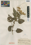 Critoniella acuminata image