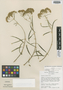 Flaveria cronquistii image