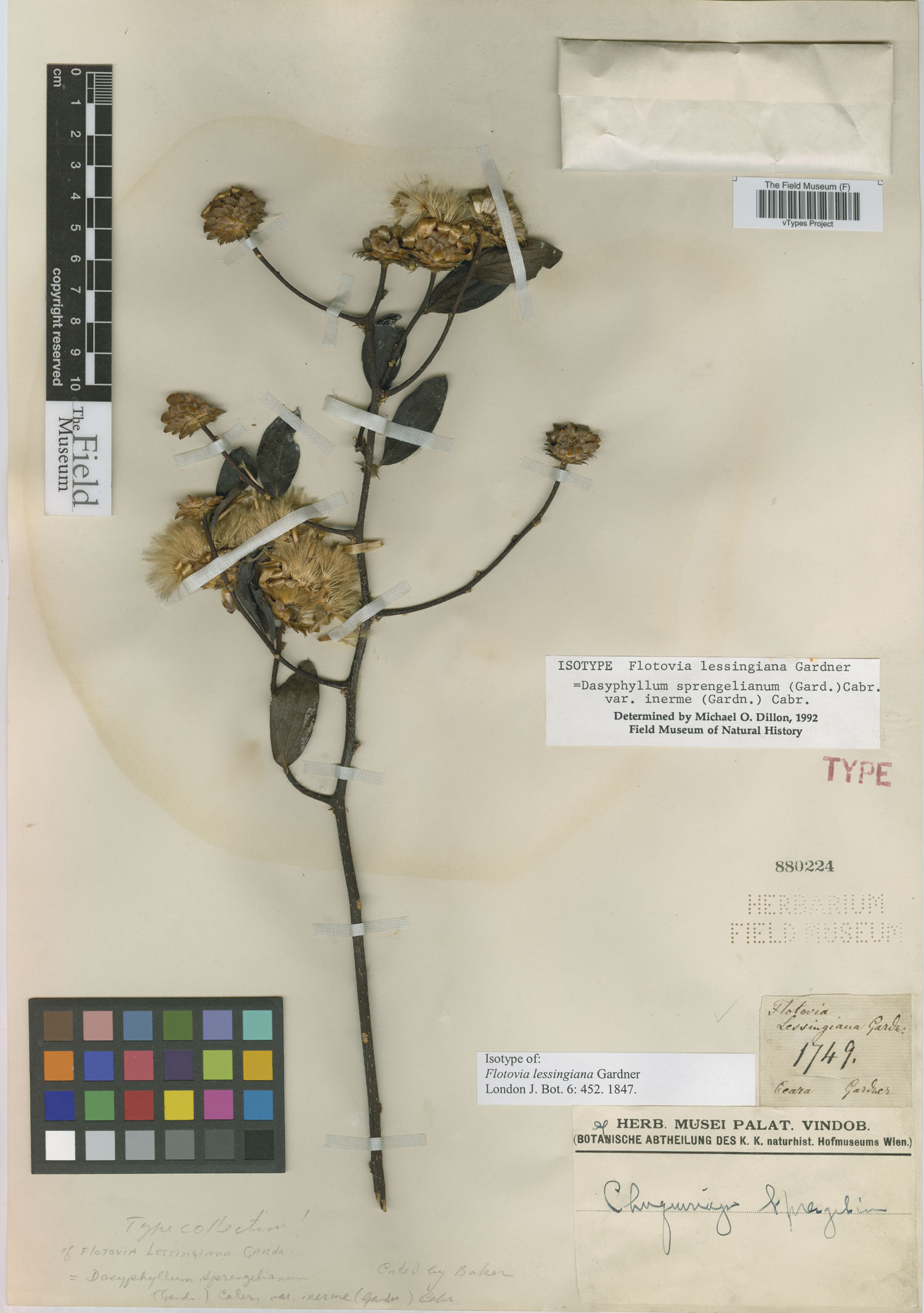 Dasyphyllum sprengelianum image