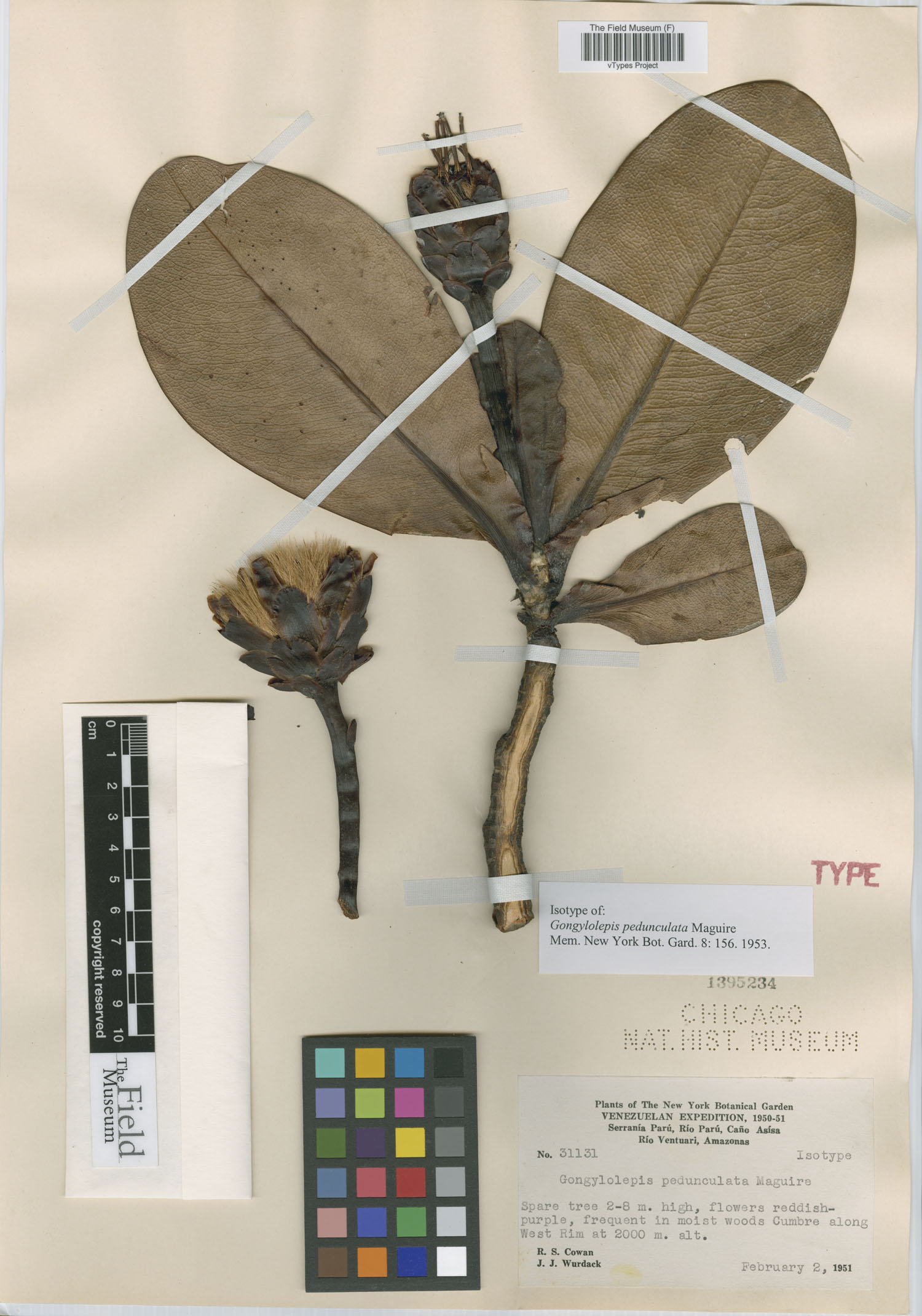 Gongylolepis image