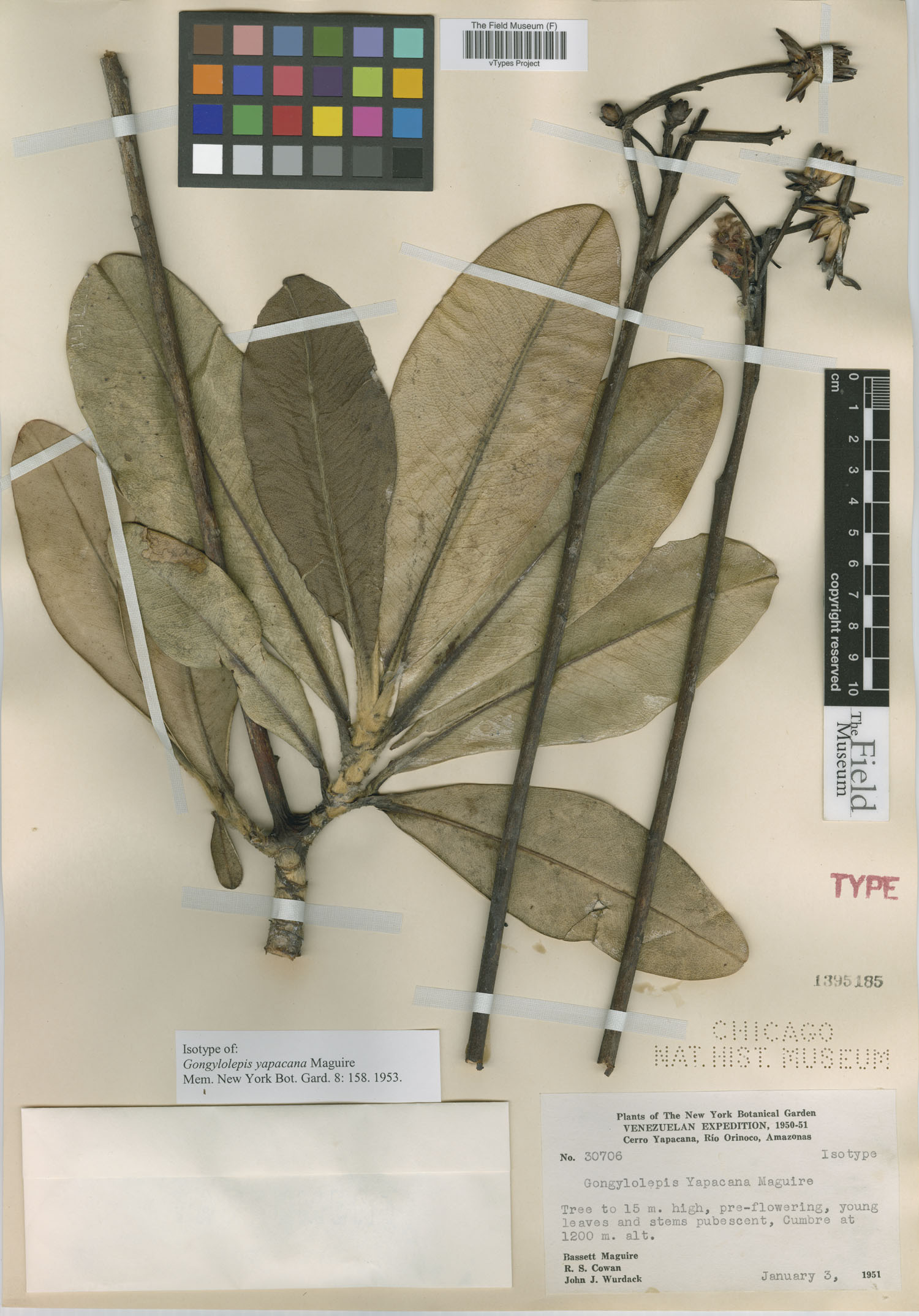Gongylolepis paniculata image