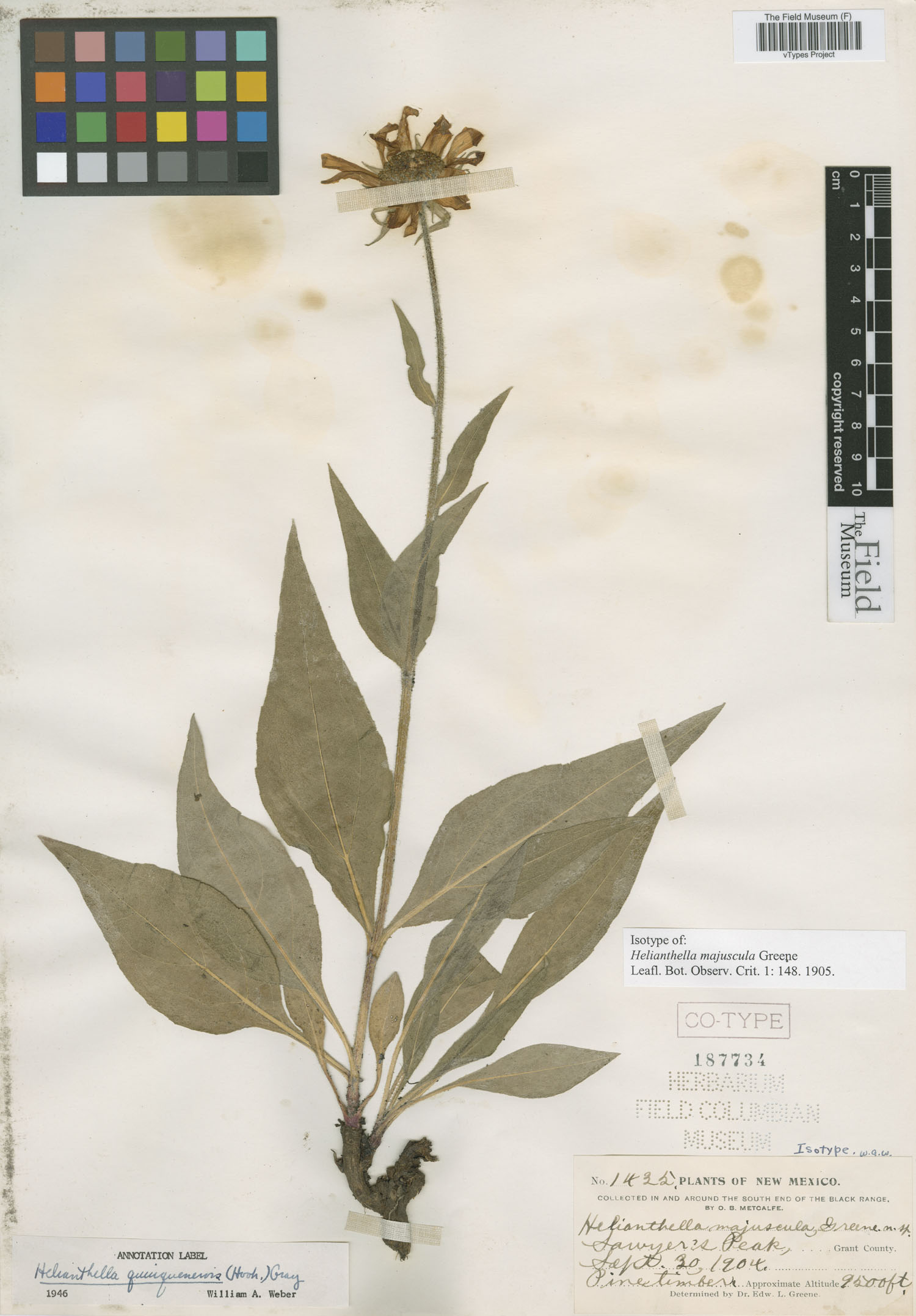 Helianthella majuscula image