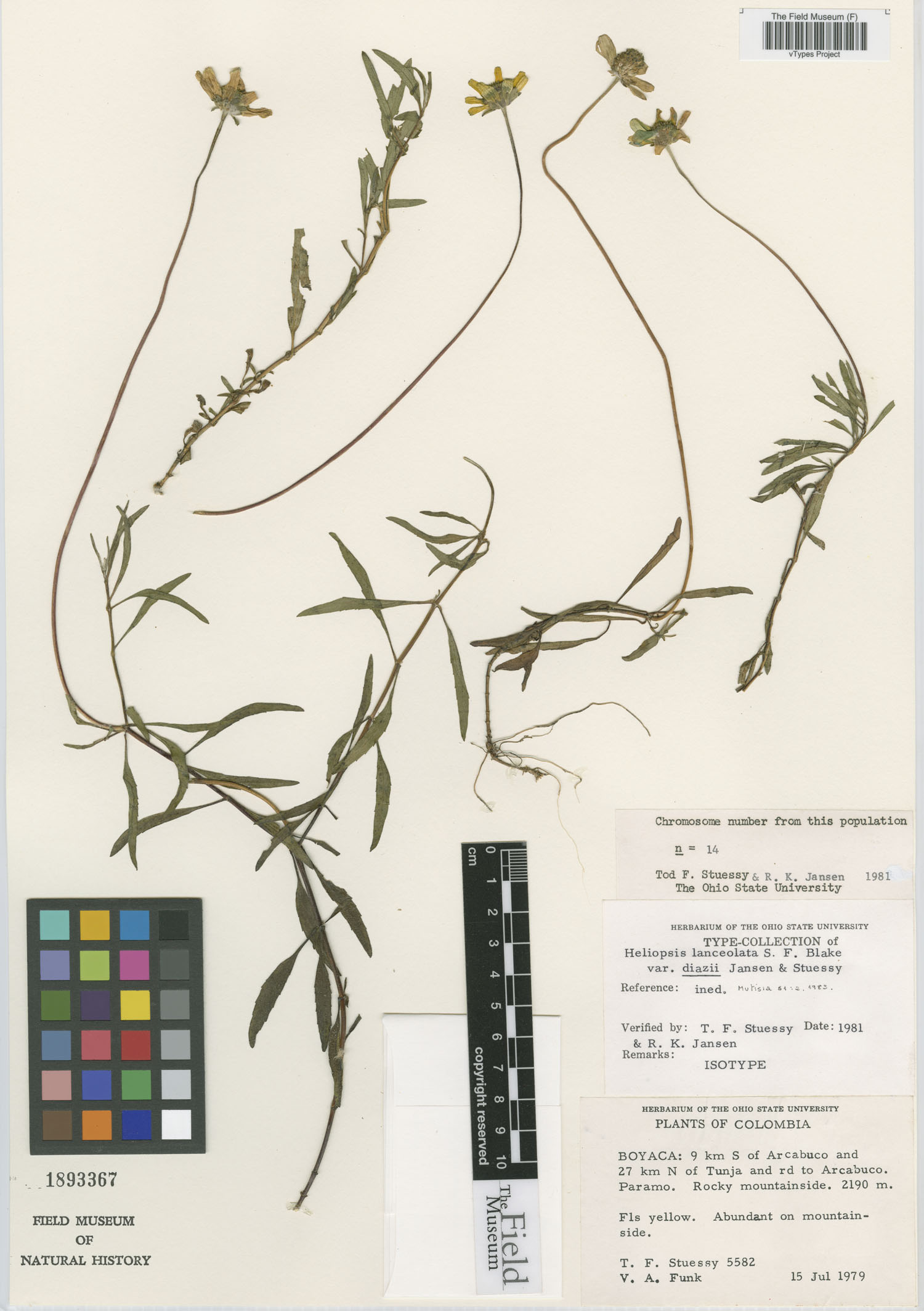 Heliopsis lanceolata var. diazii image