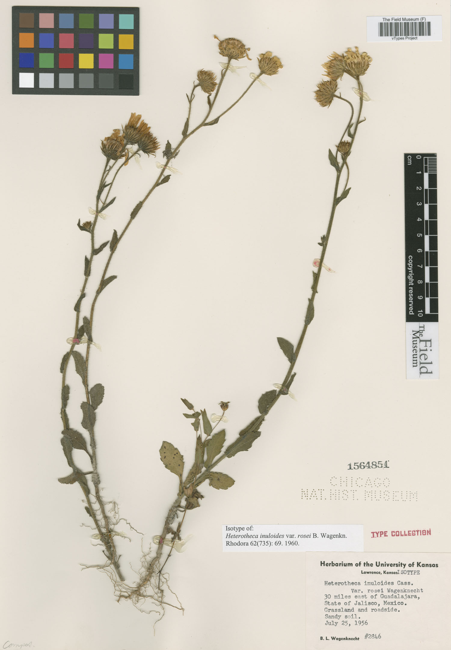 Heterotheca inuloides var. rosei image