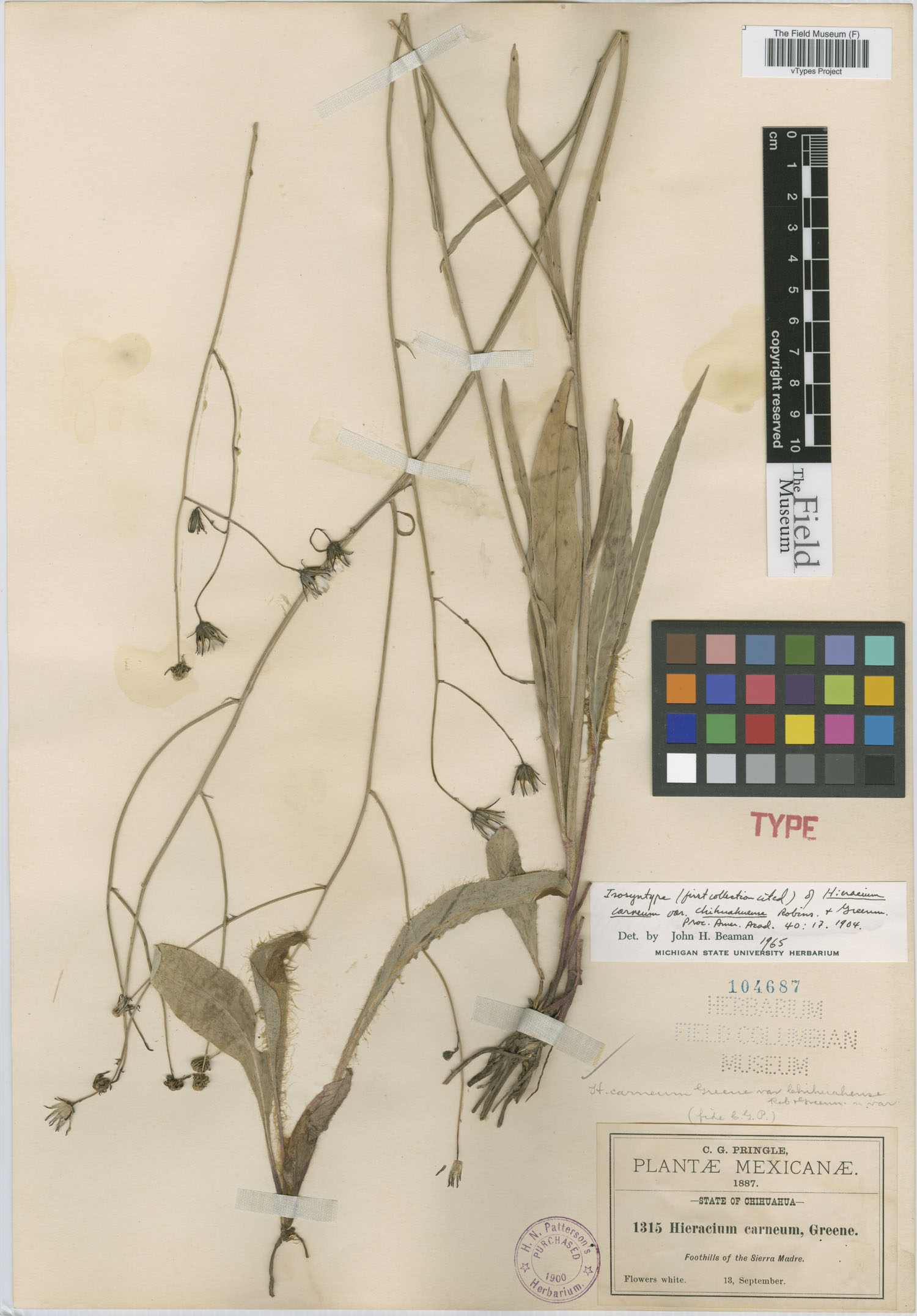 Hieracium carneum var. chihuahuense image