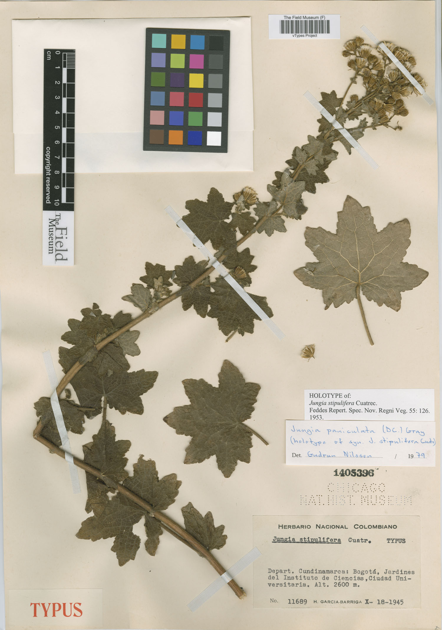 Jungia paniculata subsp. stipulifera image