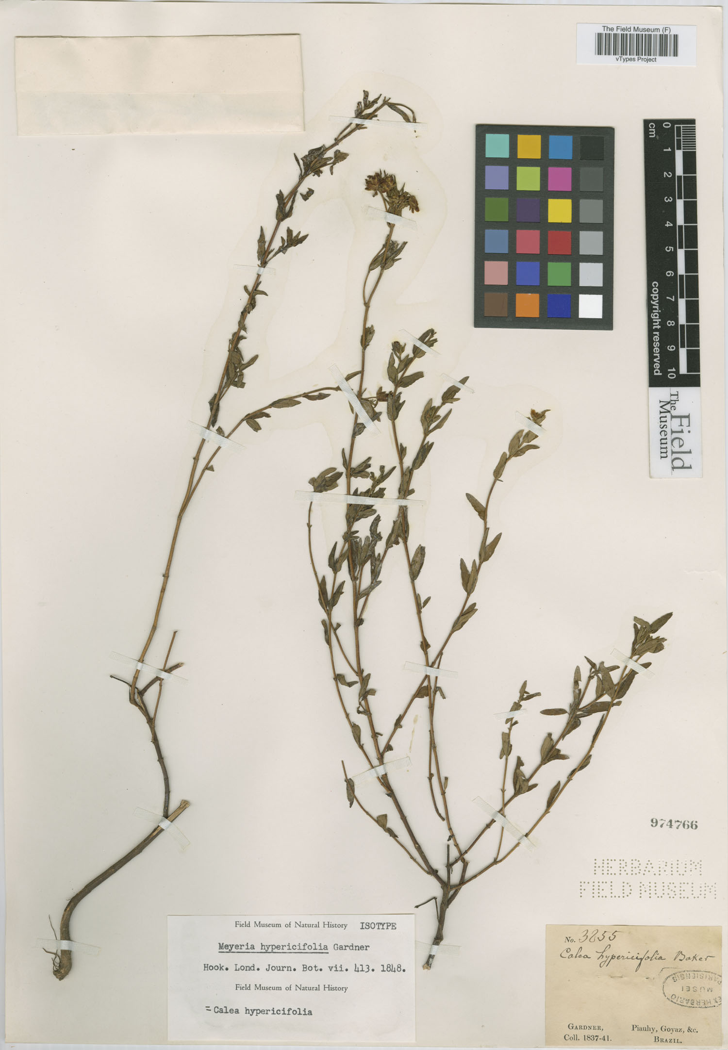 Calea hypericifolia image