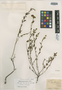 Calea hypericifolia image