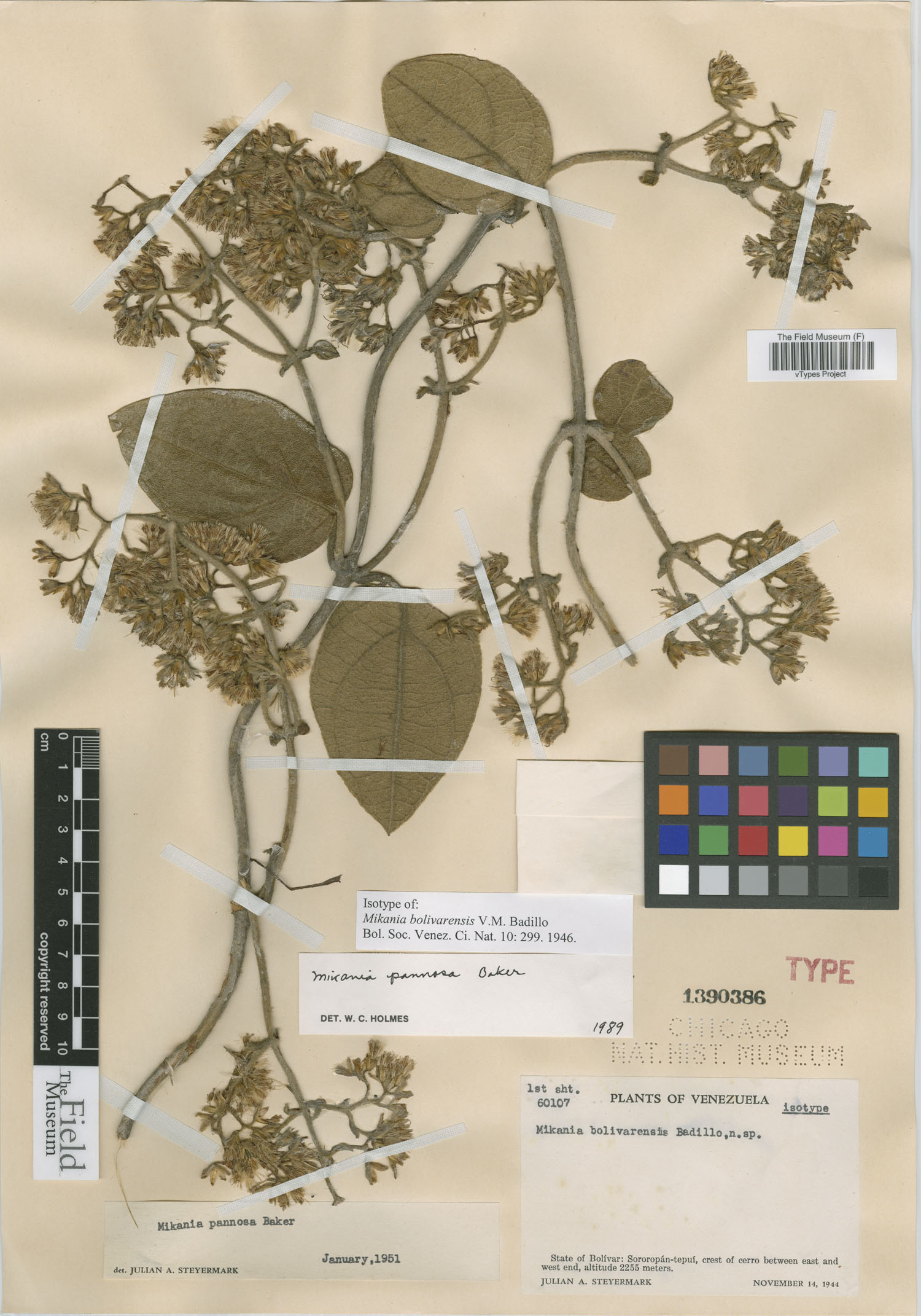 Mikania pannosa image