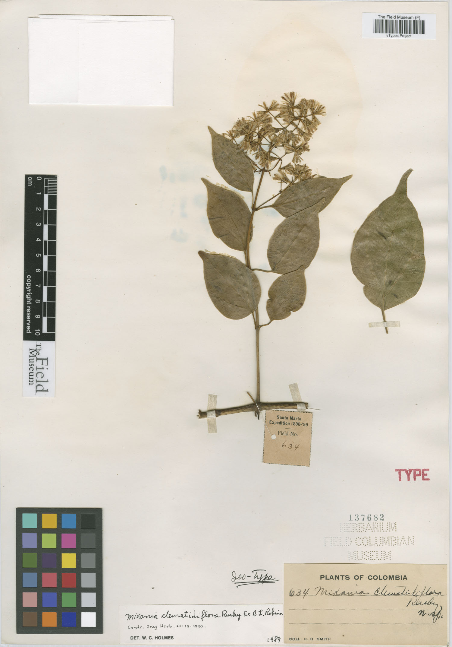 Mikania clematidiflora image