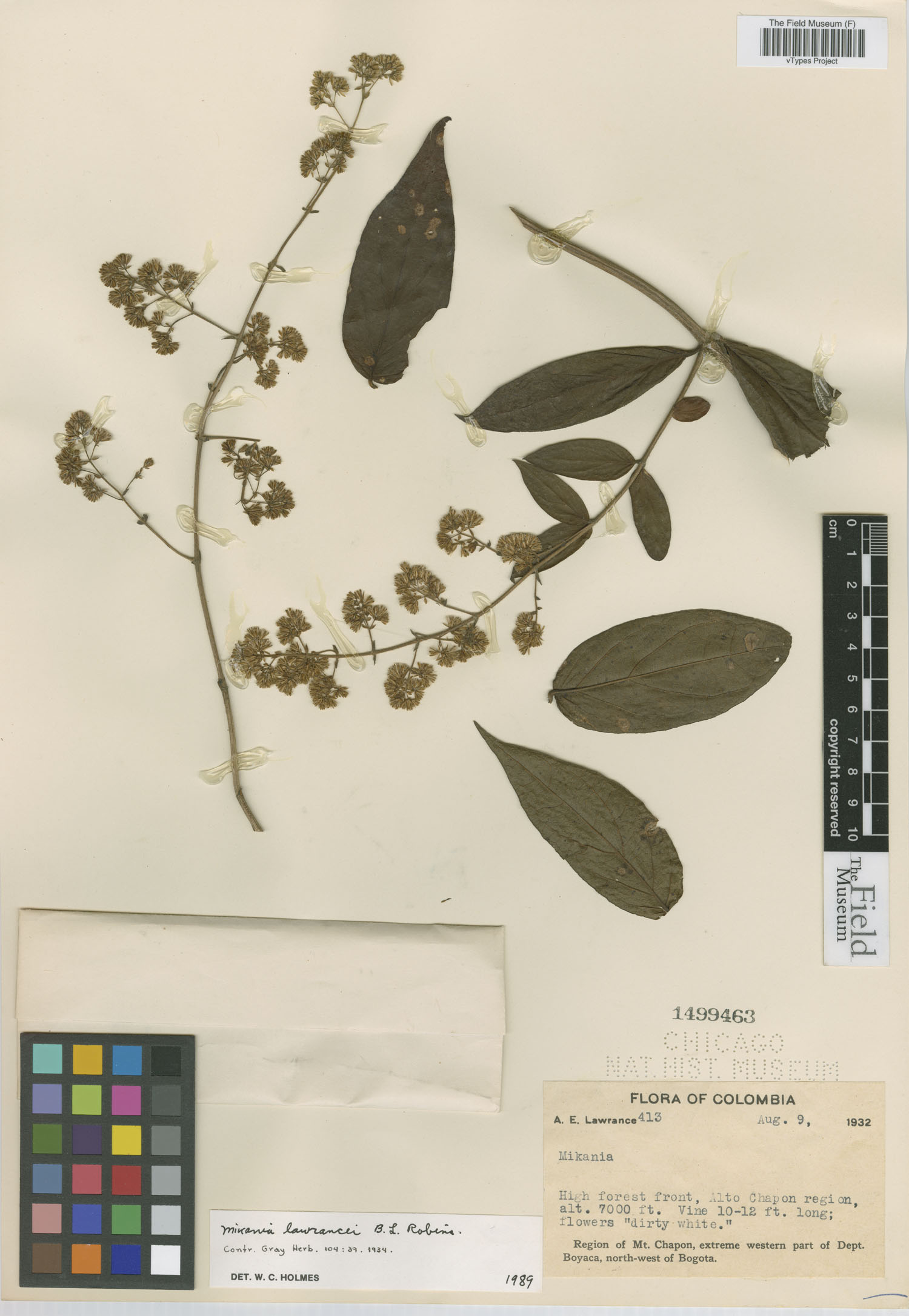 Mikania lawrancei image