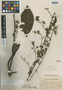 Mikania nigropunctulata image