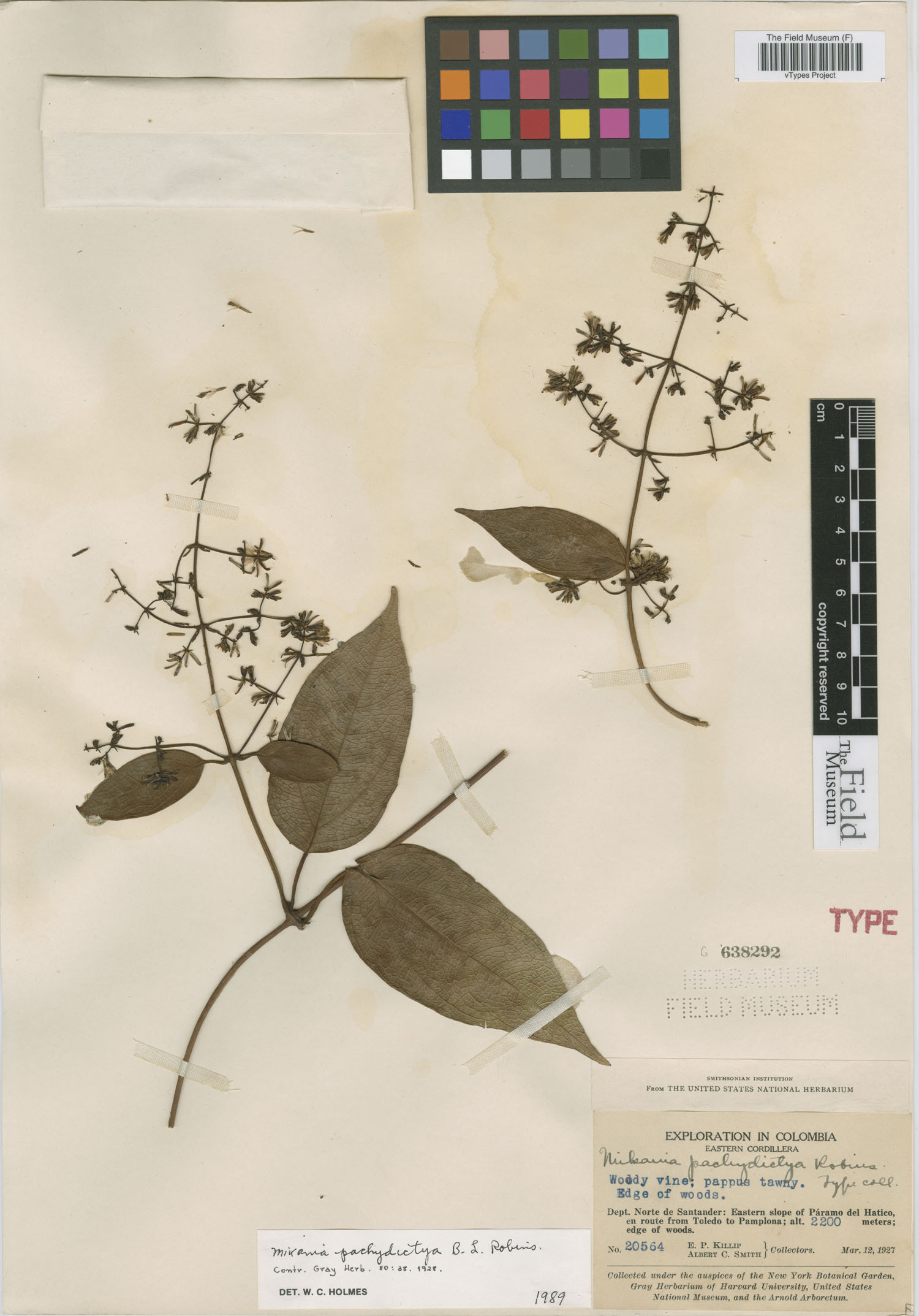 Mikania pachydictya image