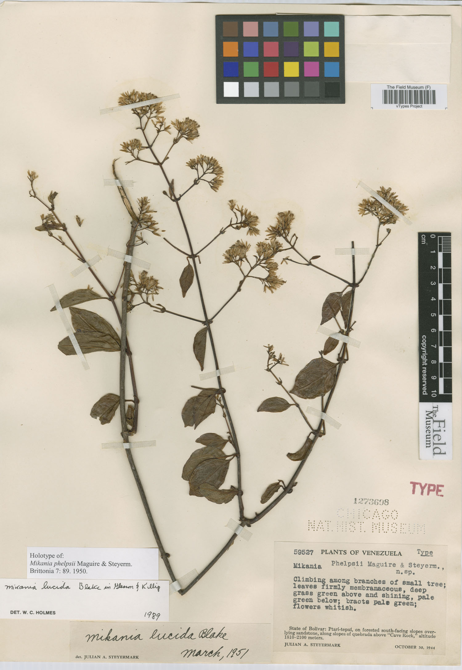 Mikania lucida image