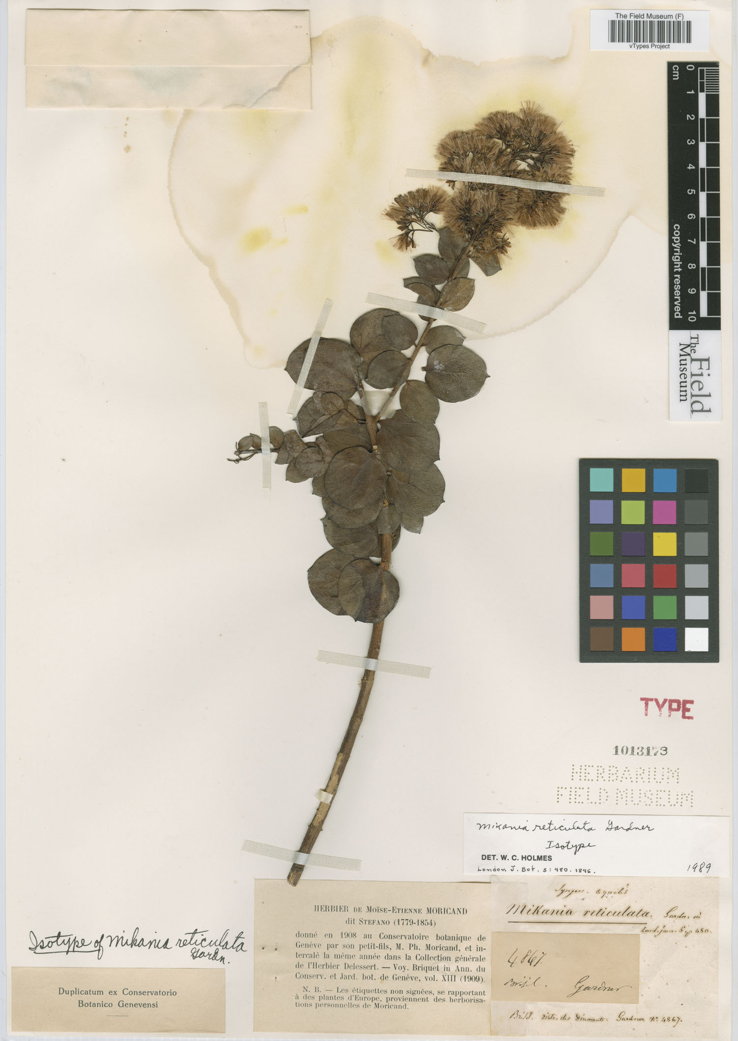 Mikania reticulata image