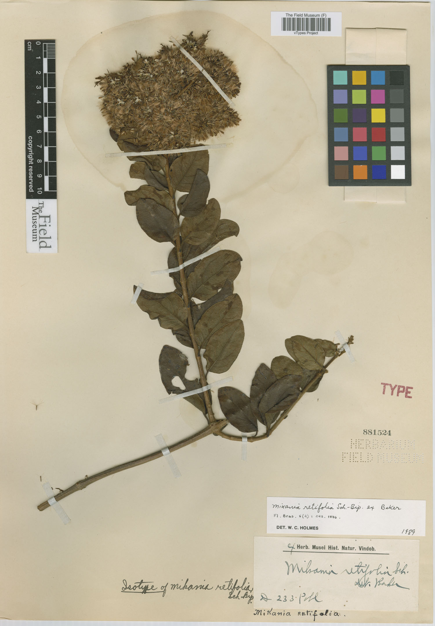 Mikania retifolia image