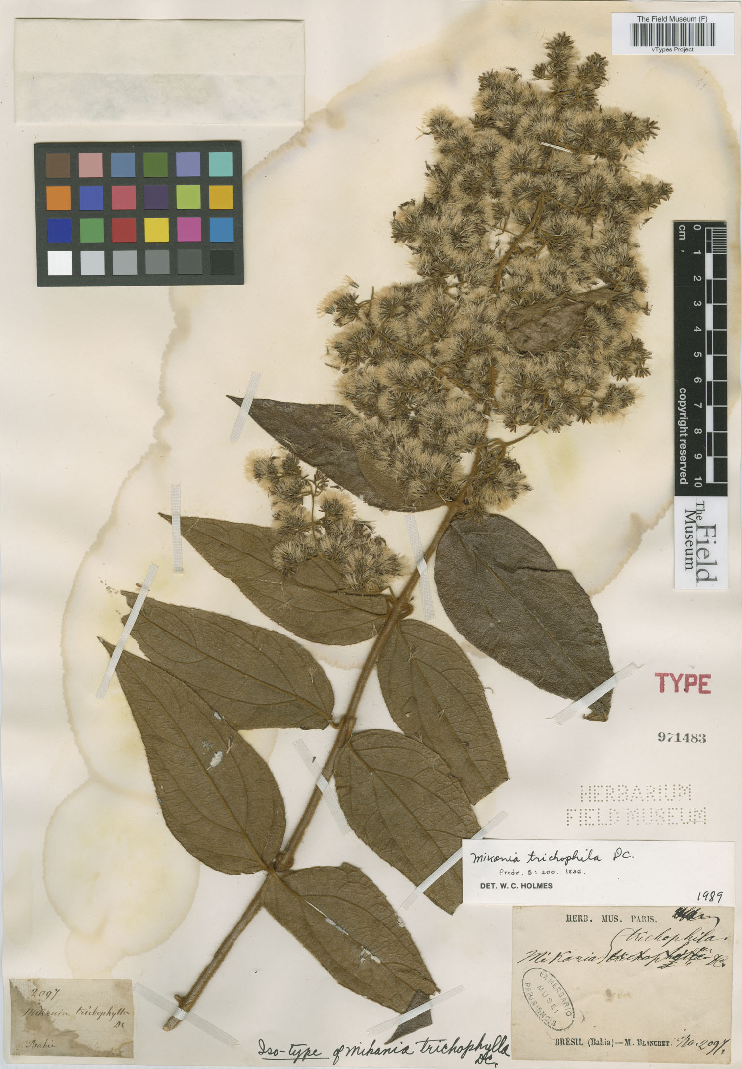 Mikania trichophila image