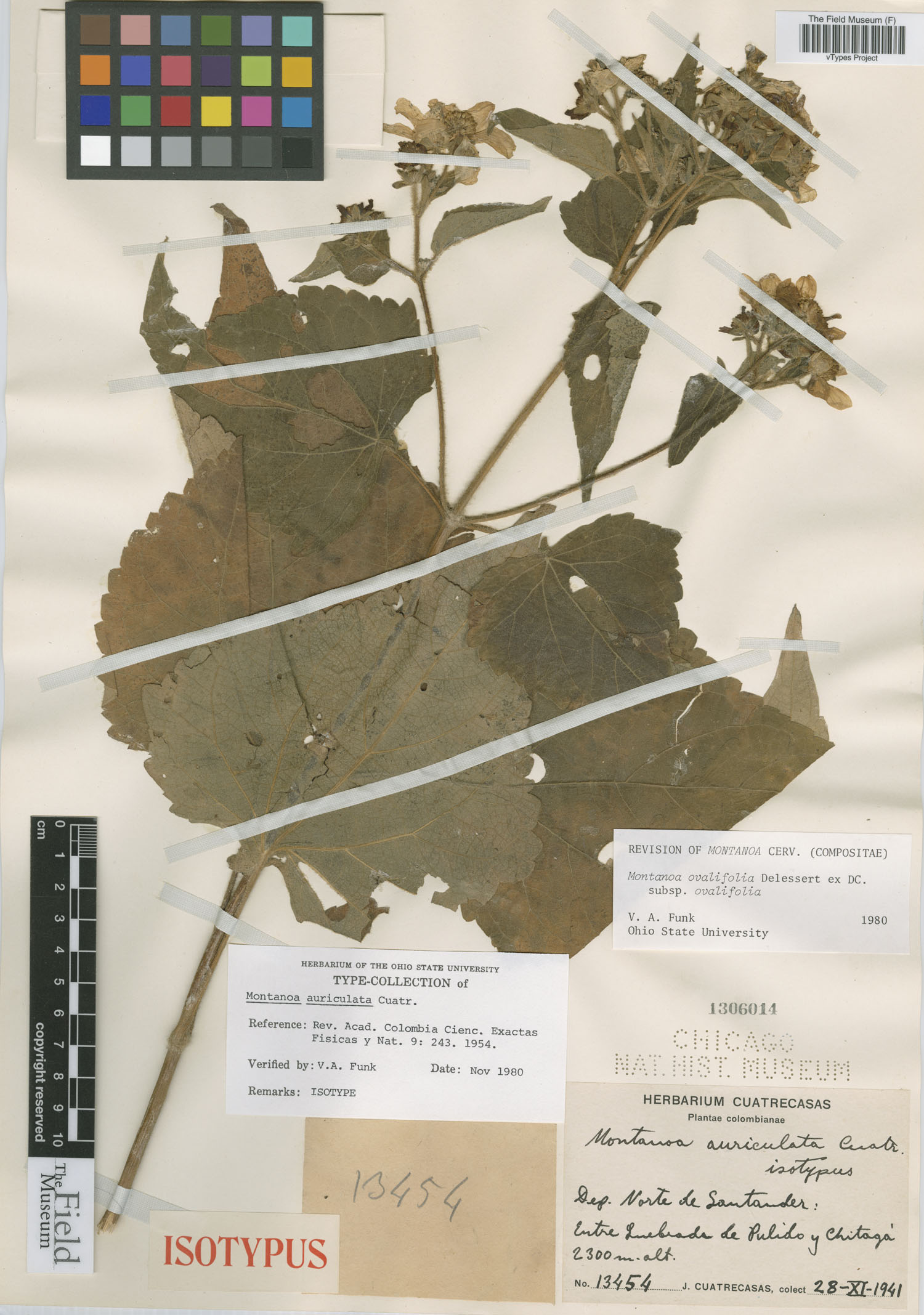 Montanoa ovalifolia subsp. ovalifolia image