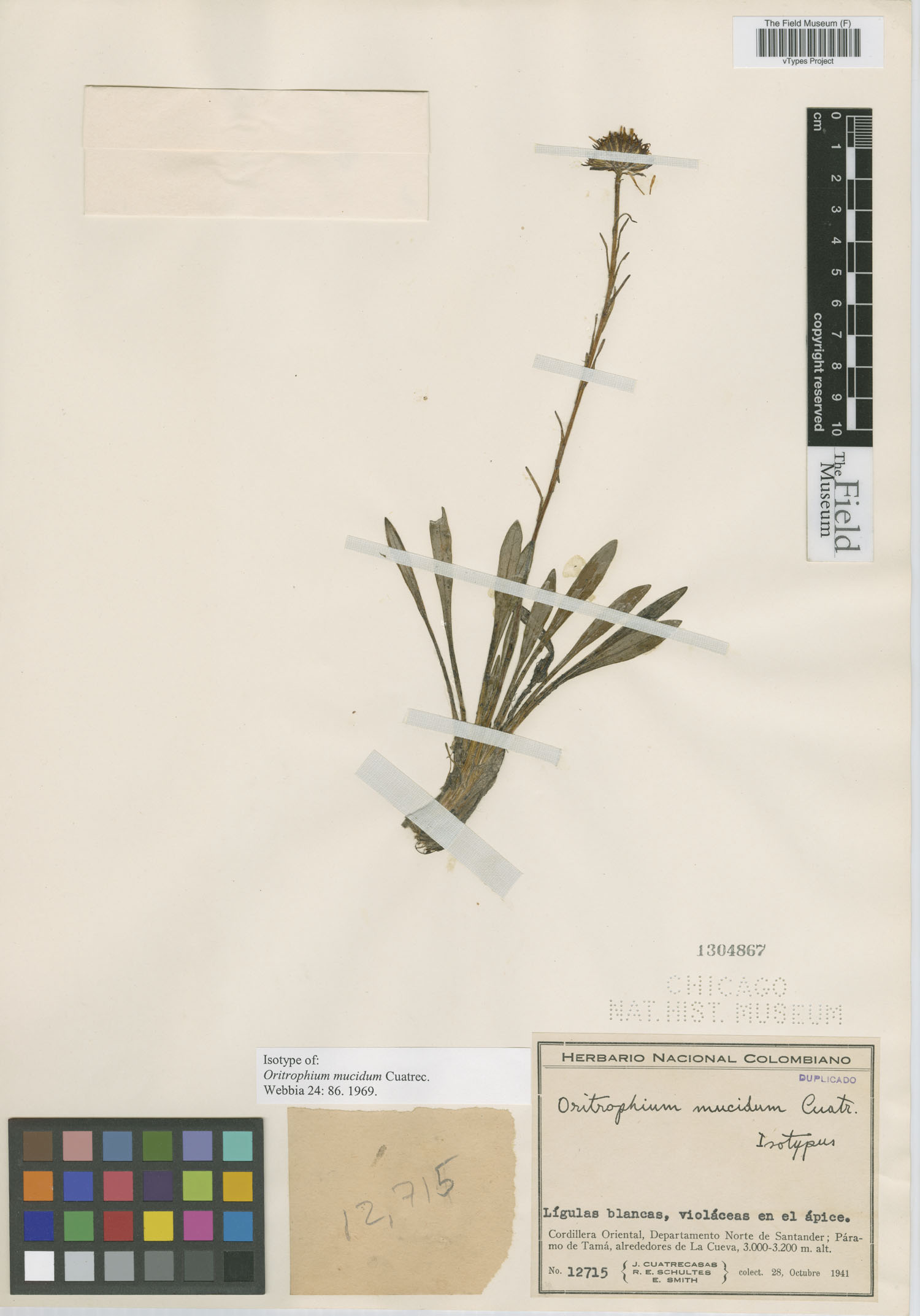 Oritrophium mucidum image