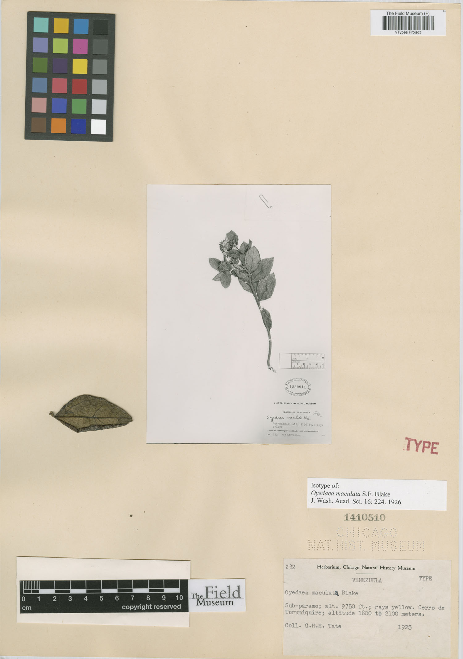 Oyedaea maculata image