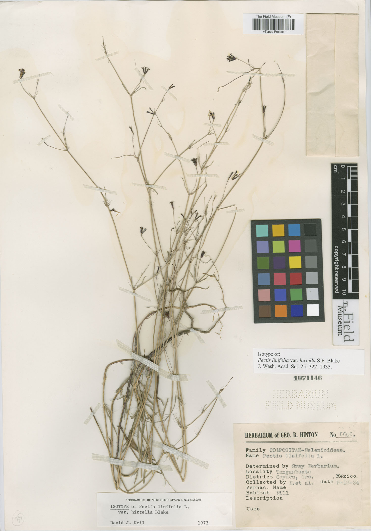 Pectis linifolia var. hirtella image