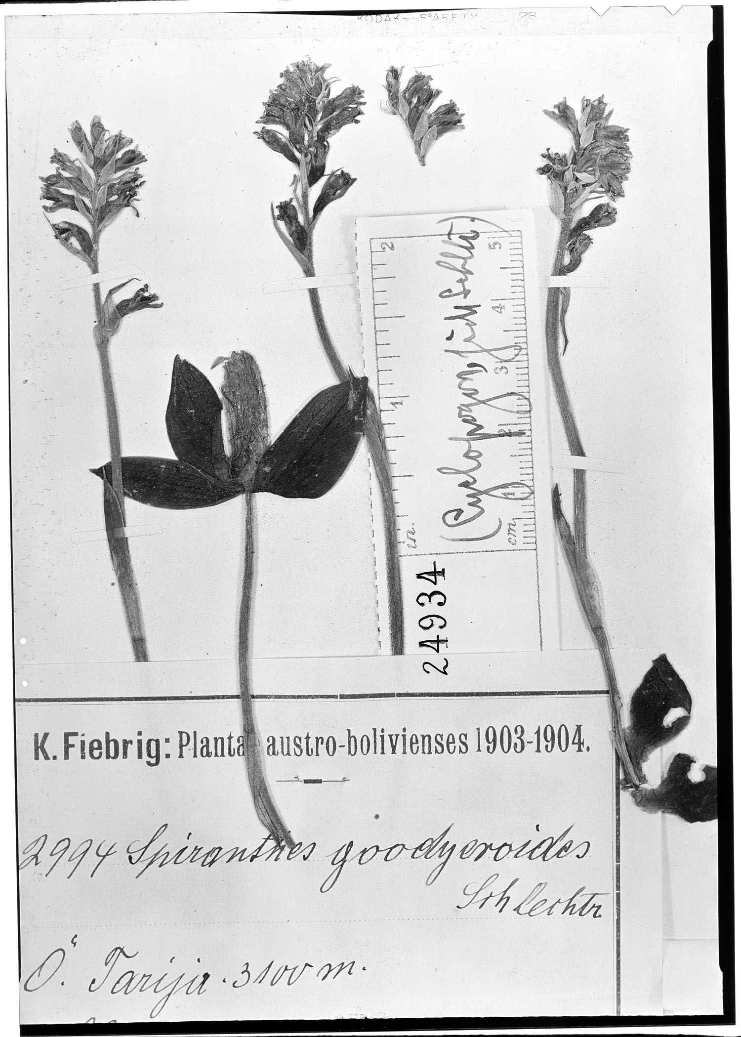 Cyclopogon goodyeroides image