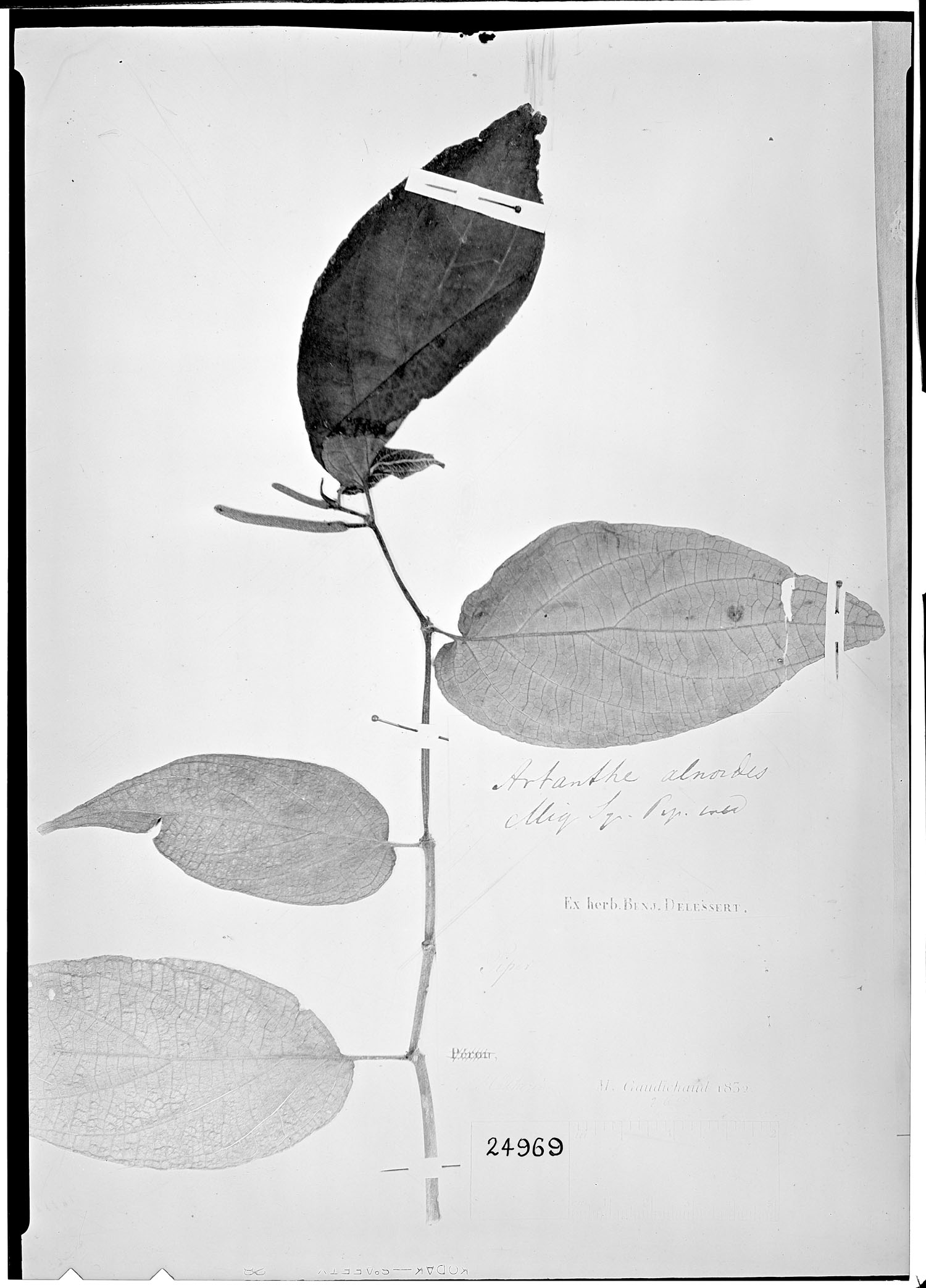 Piper alnoides image