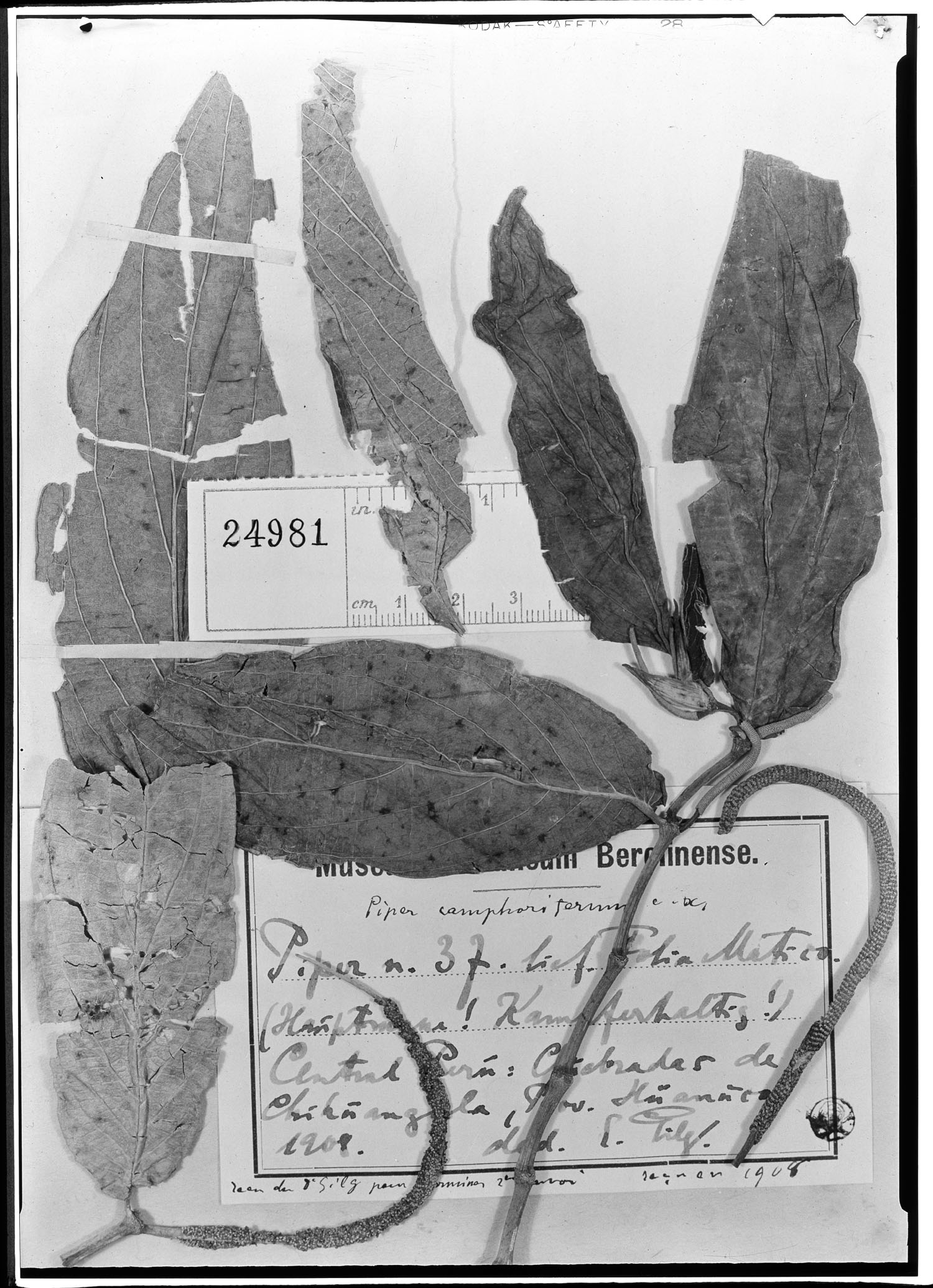 Piper camphoriferum image