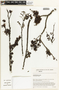 Barnebydendron riedelii image