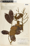 Batesia floribunda image