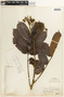 Batesia floribunda image