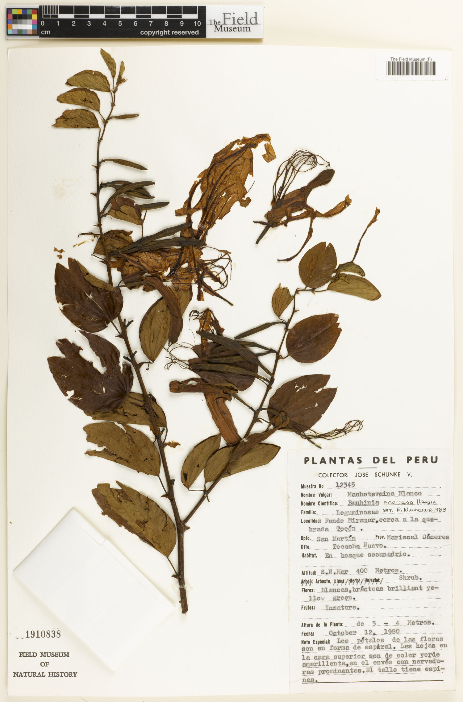 Bauhinia acreana image