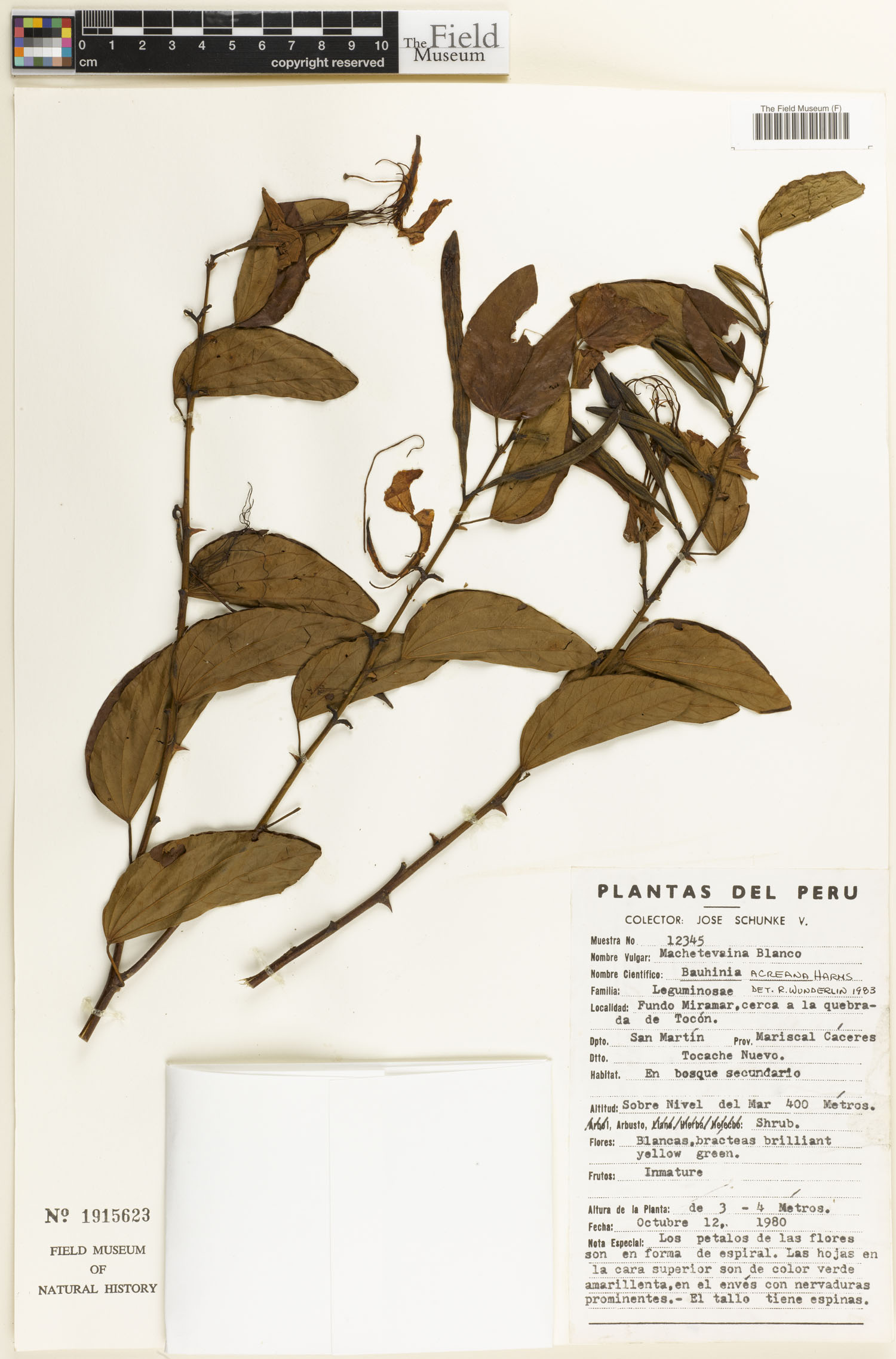 Bauhinia acreana image