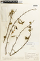 Bauhinia aculeata image